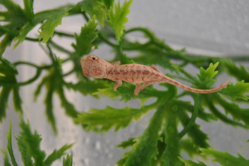 DSC_0086.jpg