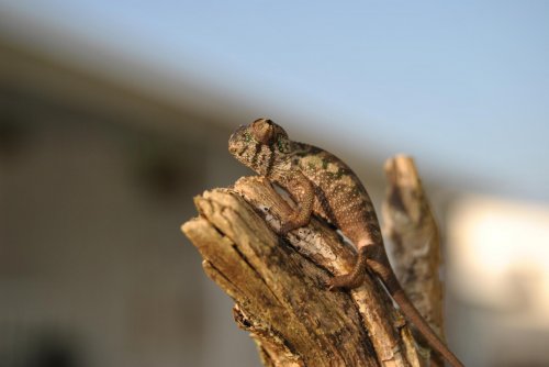 DSC_0100.jpg