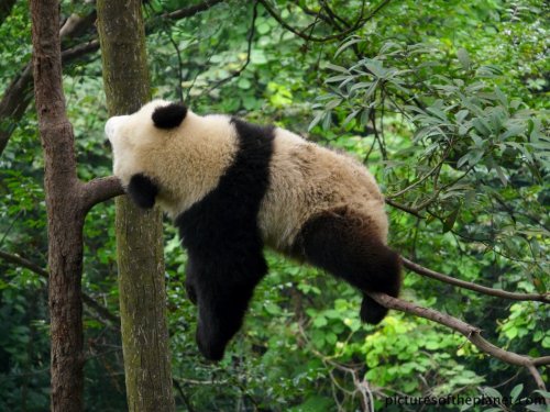 Lazy Panda.jpg