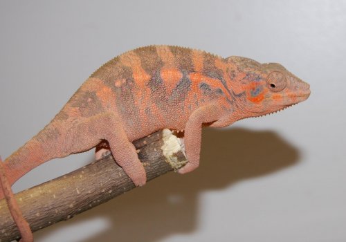 Blizzard girl! 002.jpg