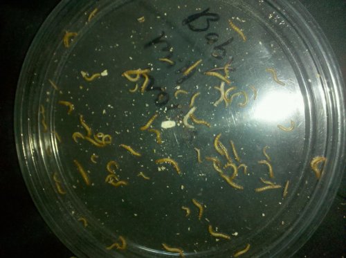 baby millworms.jpg