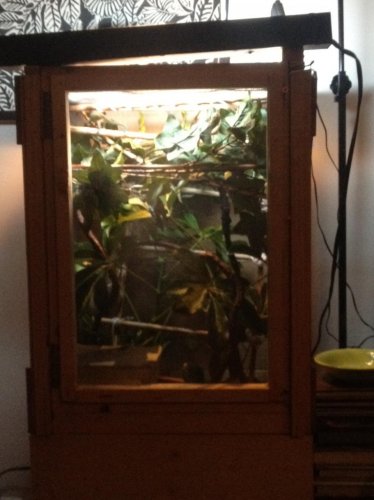Nas Cage.jpg