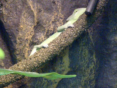 New Forest-20120708-00300.jpg