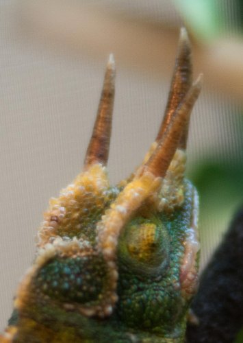 sick george (3 of 3).jpg