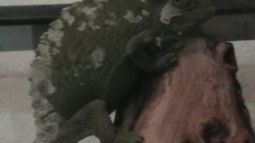 IMGA0254.JPG