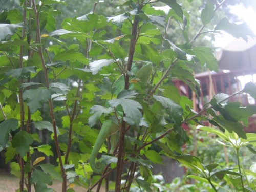 DSCF3469.jpg