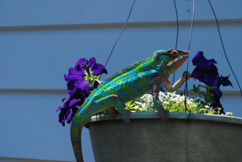 DSC_0029.jpg