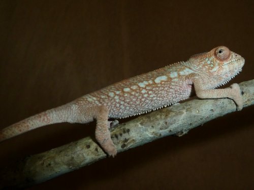 nosy faly girl #1.jpg