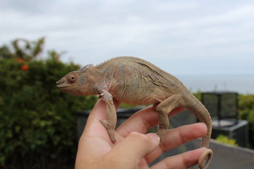 faly and ambilobe females 003.JPG