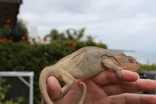 faly and ambilobe females 005.JPG