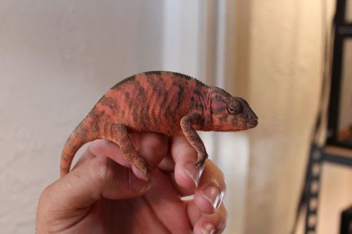 faly and ambilobe females 001.JPG