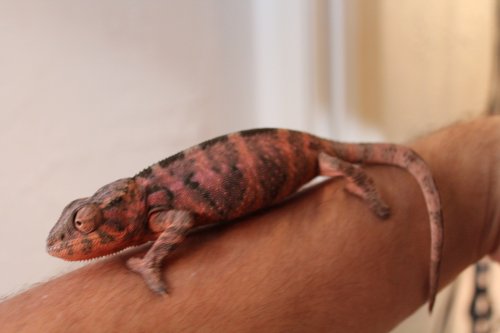 faly and ambilobe females 002.JPG