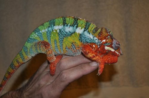 ambilobe.jpg