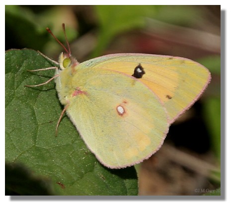 butterfly_clouded_yellow__6792_wiki1b.jpg