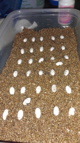 eggs.jpg