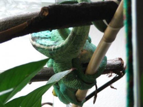parsonii_mating2.jpg