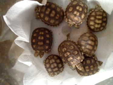 sulcata babies.jpg