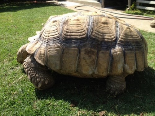 sulcata sire.JPG