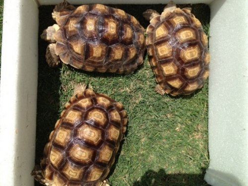 sulcatagrouptop - Copy.JPG