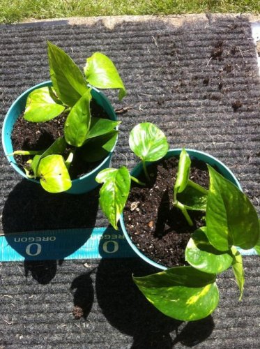 pothos.jpg