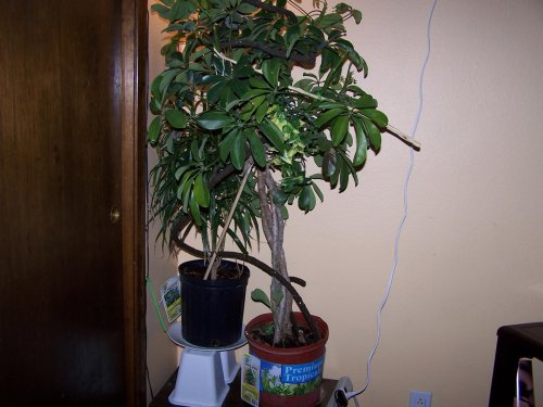 100_2875.jpg
