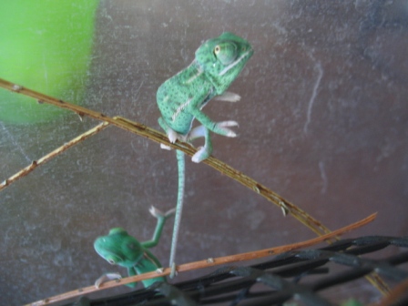 veilds 003.JPG