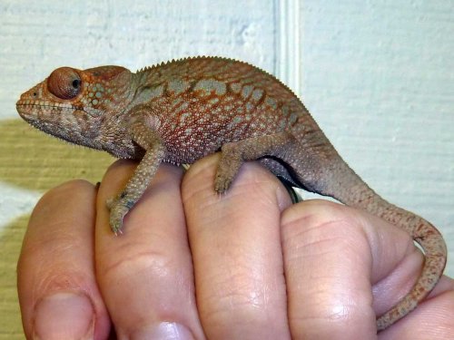 girl 1 updated on 072512.jpg