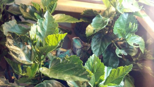 2012-07-29_01-25-49_462.jpg