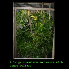 cage1.jpg