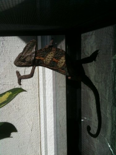 male veiled1.JPG