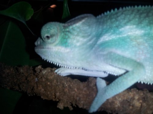 Many Faces of Rango Jr 4 months.jpg