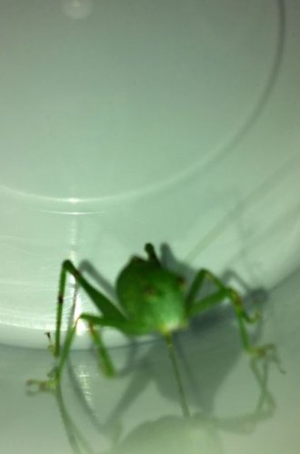 bug2.JPG