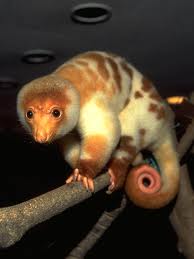 black spotted cuscus.jpg
