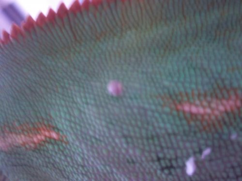 100_2448.jpg
