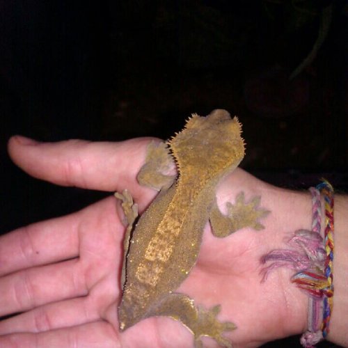 female gex.jpg
