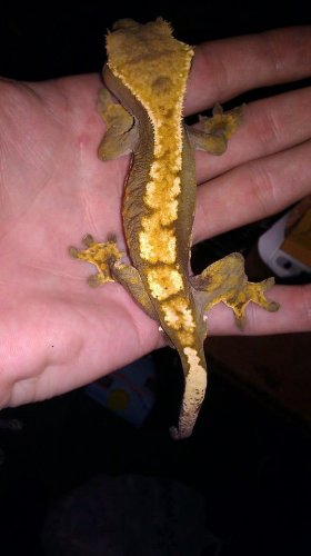 male gex 1.jpg