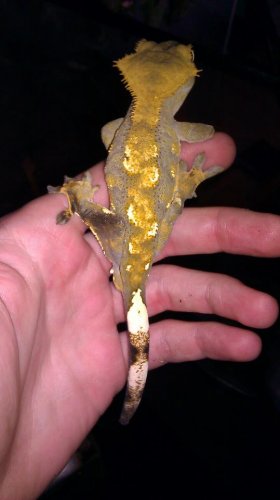 male gex 2.jpg