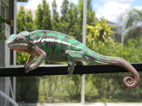 Zep in the sun.jpg
