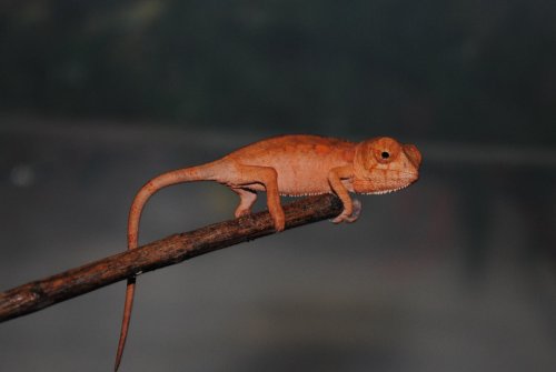 female714a.jpg