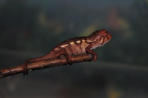 male714a.jpg