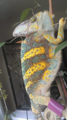 pascal2.jpg
