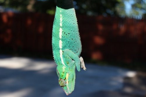 IMG_0063.jpg