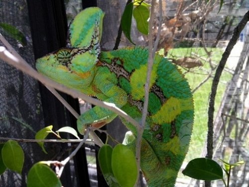 Sonny Boy - Copy - Copy.JPG