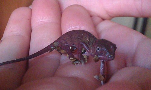 PURPLE BABY VEILED.jpg