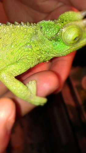 IMAG0116.jpg