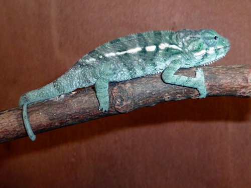 ambanja-boy-#2-(pic-taken-on-080912).jpg