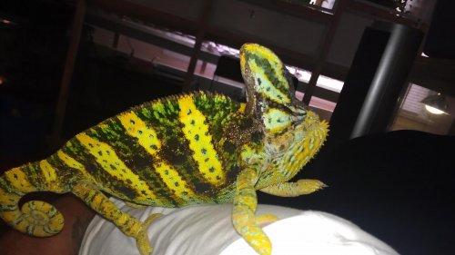 TERRANCE OUR VEILED MALE SIRE.jpg