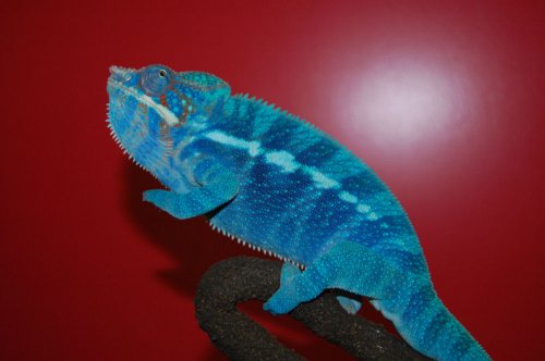 chameleons 021.jpg