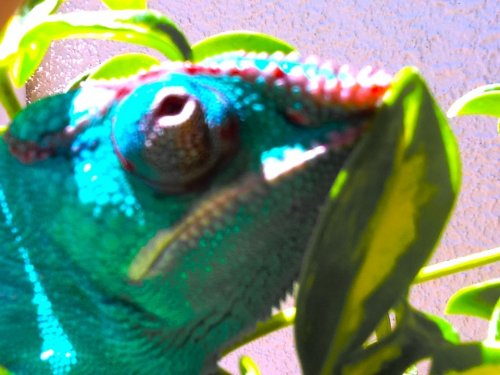ImageUploadedByTapatalk1344658464.268891.jpg
