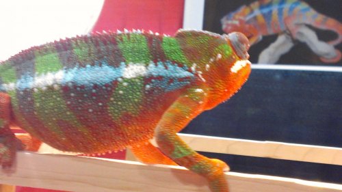 IMAG1104.jpg
